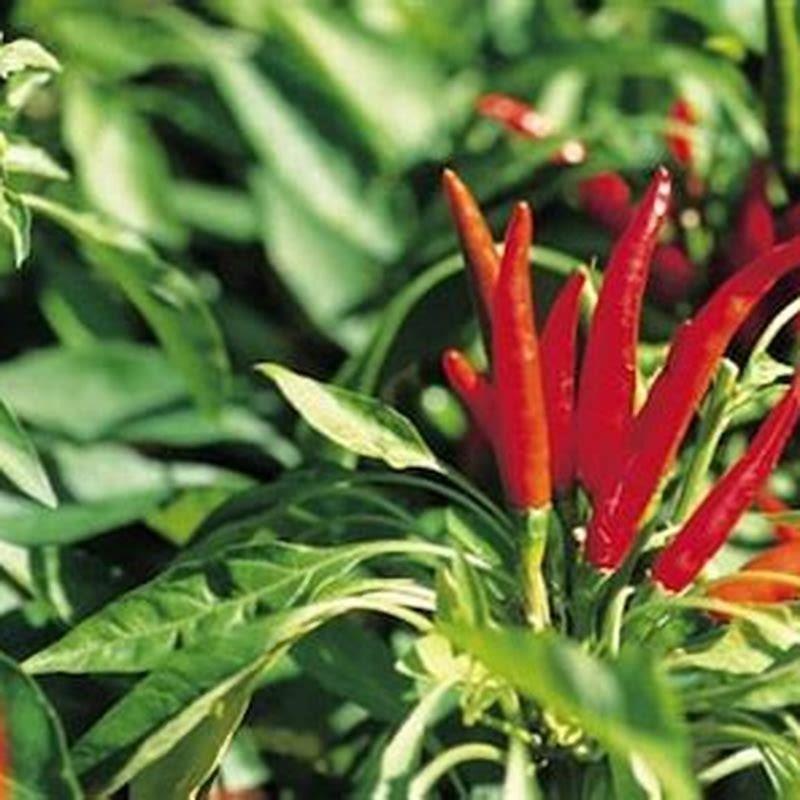 how-do-birds-eye-chilli-grow-in-uk-diy-seattle