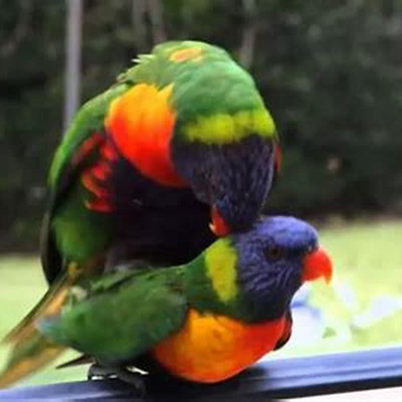 How do birds have coitus?