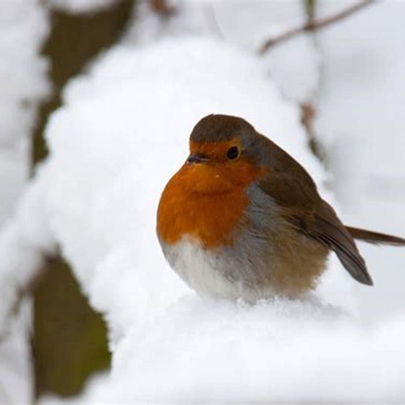 How Do Birds Keep Warm In The Winter? - DIY Seattle