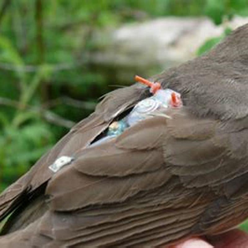 How do birds know to fly south for the winter?