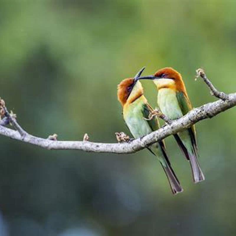 How do birds know who to mate with?