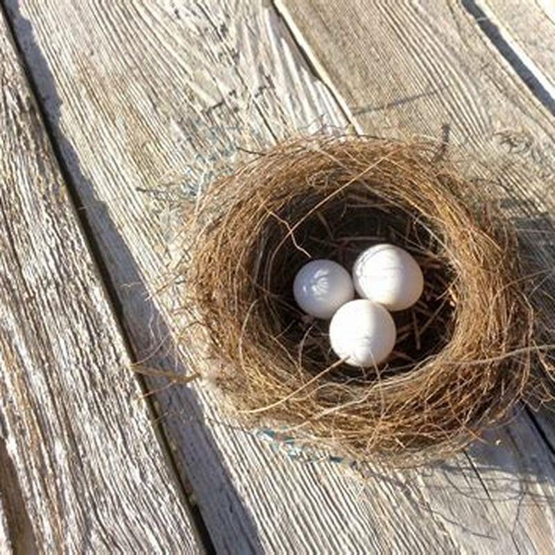 how-do-birds-move-their-nest-with-eggs-diy-seattle