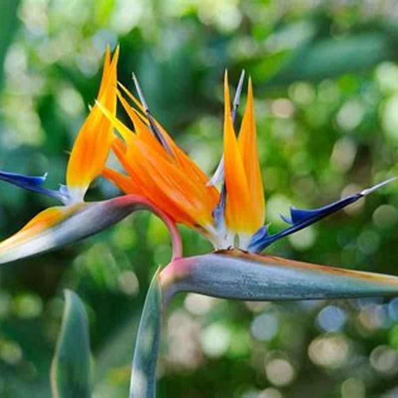 How do birds of paradise grow? - DIY Seattle