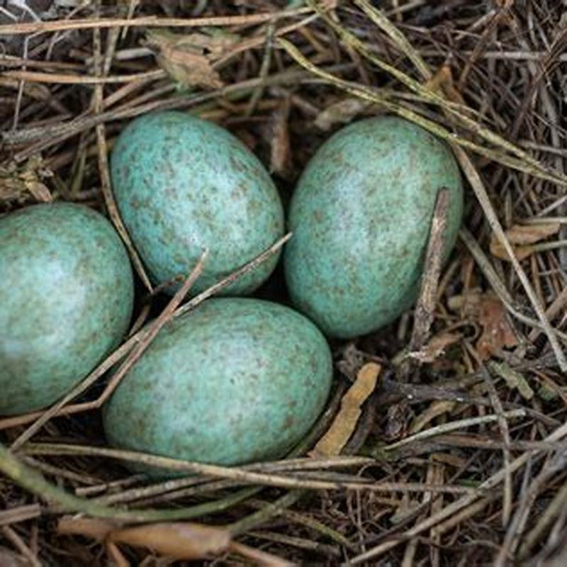 How do birds produce eggshells? - DIY Seattle