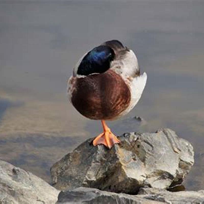 How Do Birds Sleep Position DIY Seattle how-do-birds-sleep-position-diy-seattle