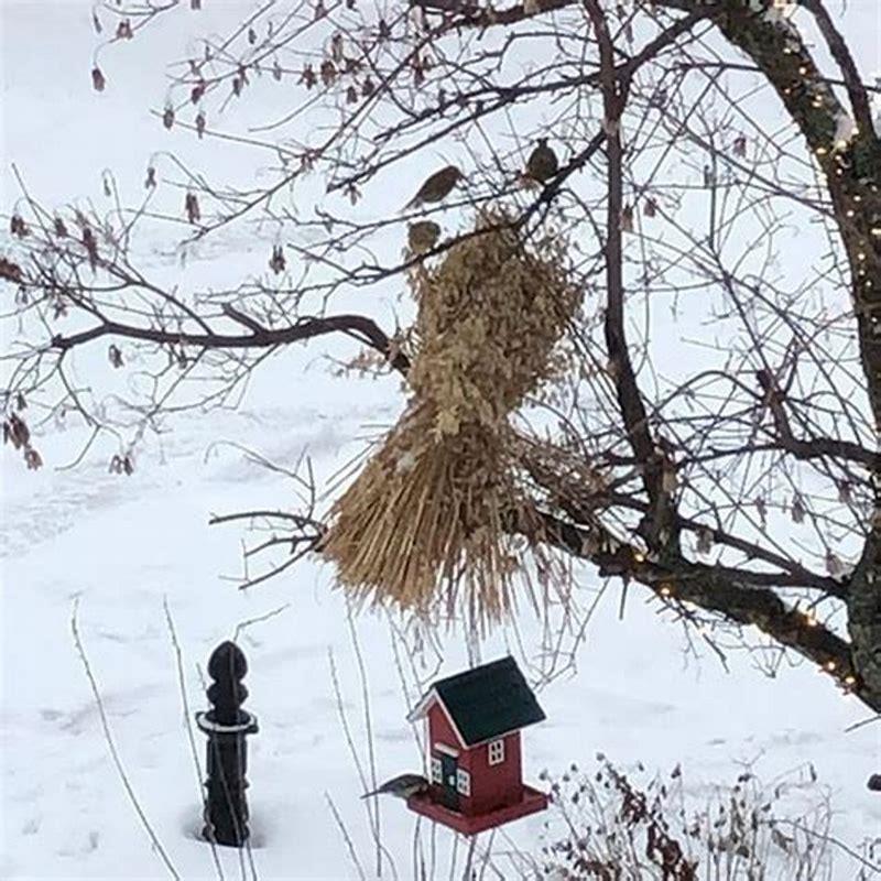 How do birds survive?