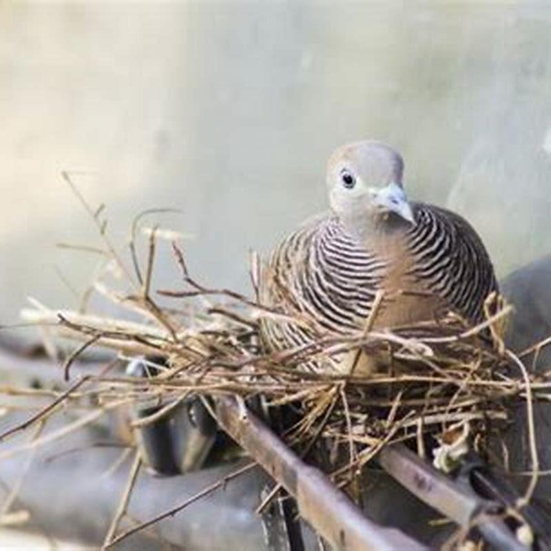 how-do-birds-transmit-diseases-diy-seattle