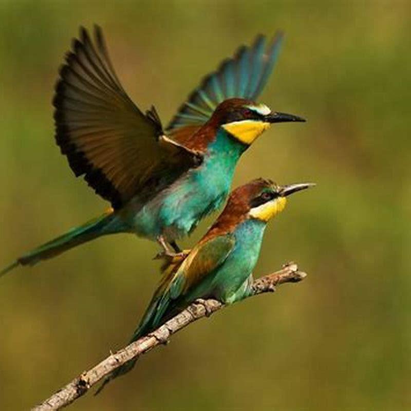How do birds try to mate?