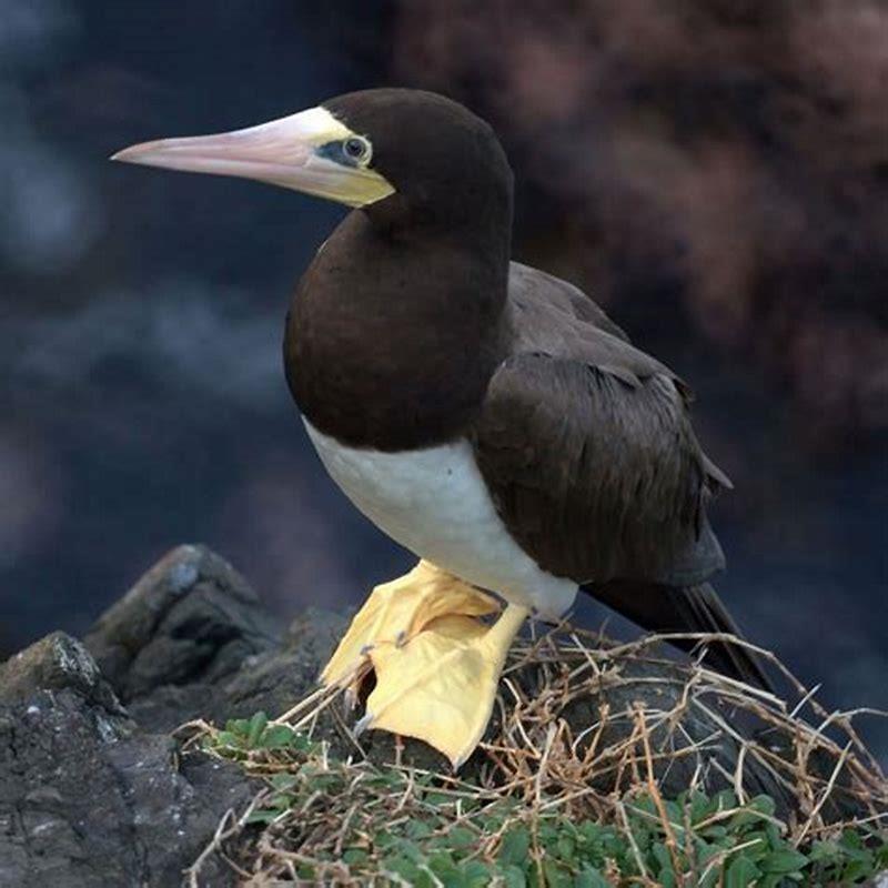 How do brown boobies interact with other birds?