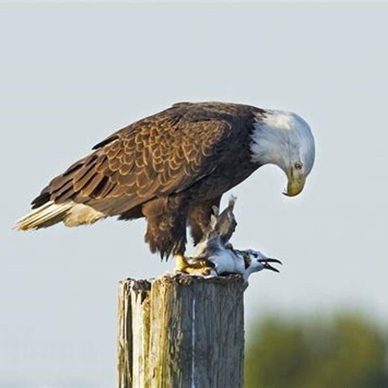 How do eagles eat?