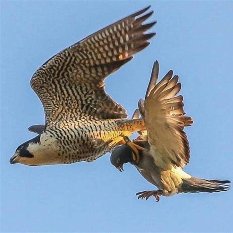 How do falconers keep their birds from flying away? - DIY Seattle