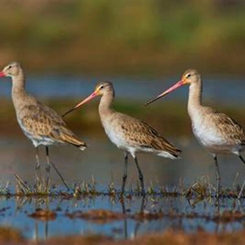 How do godwits feed?