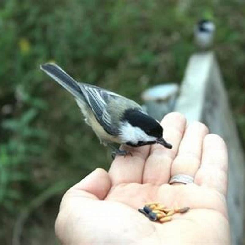 How do I attract birds to my hands?