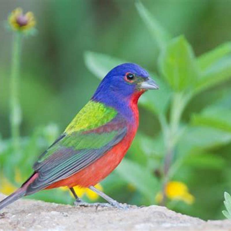 How do I attract blue buntings to my yard?