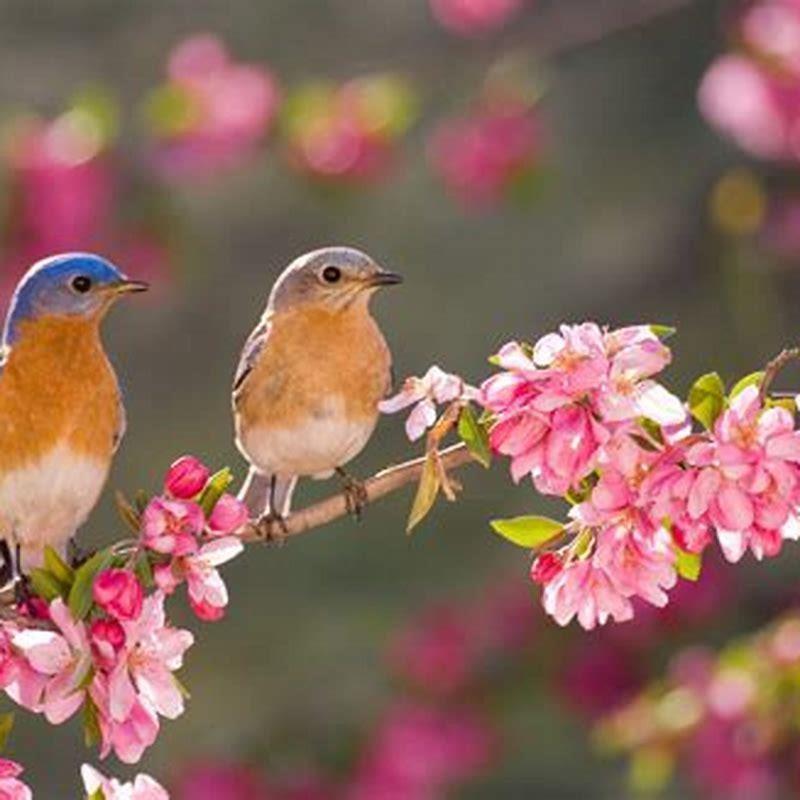 How do I attract love birds to my garden?