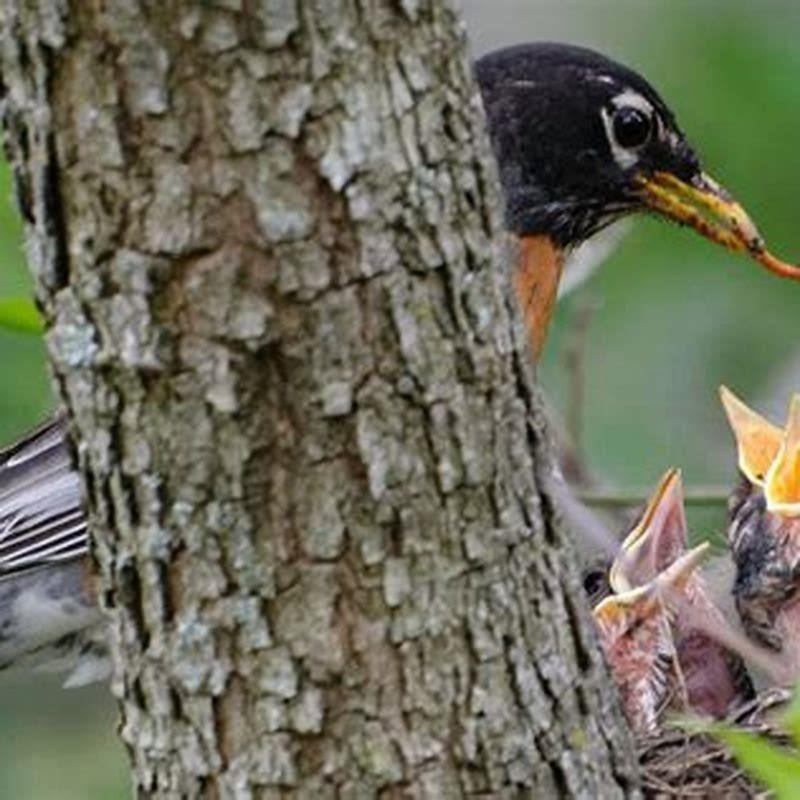 How do I care for a baby bird? DIY Seattle