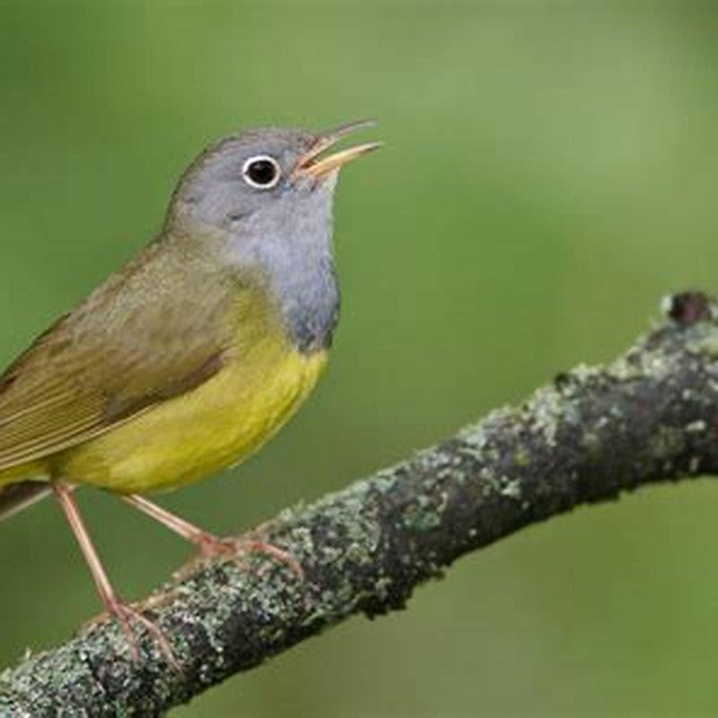 How do I get a Connecticut warbler?