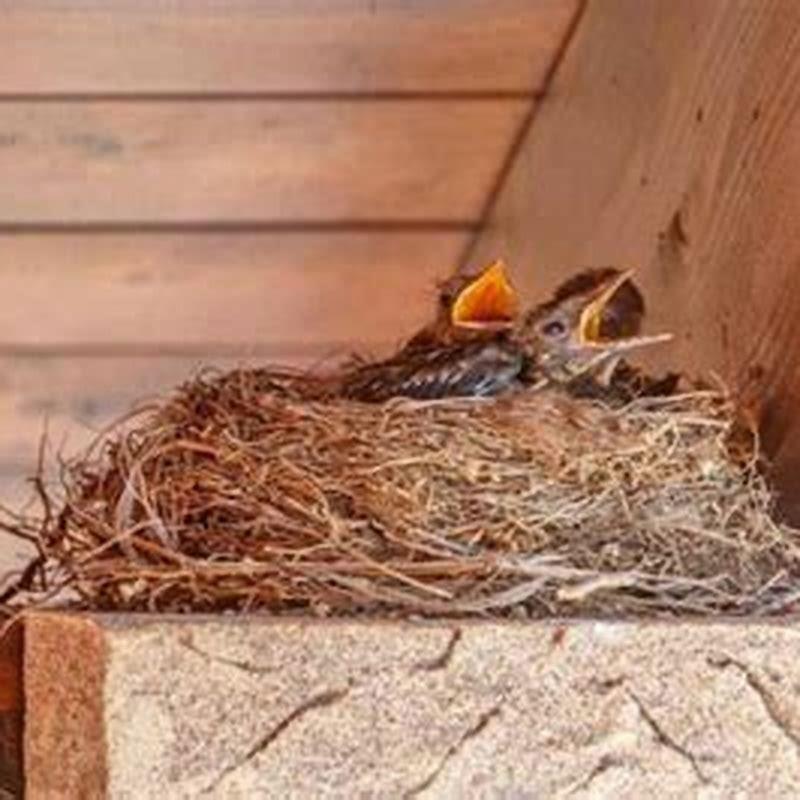 How do I get rid of birds nesting on my porch? DIY Seattle