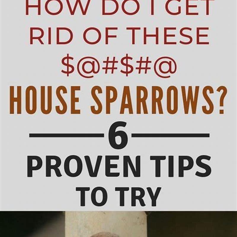 How do I get rid of birds?