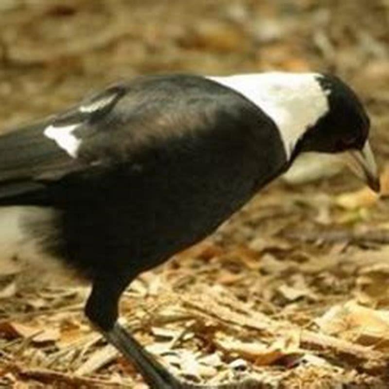 How do I get rid of magpies?