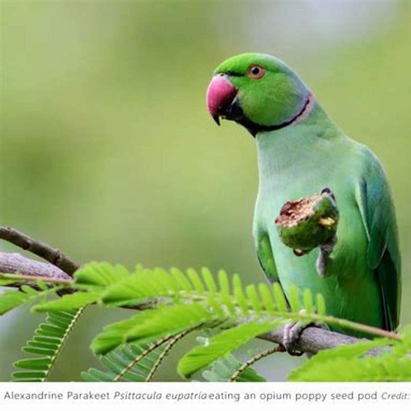 How do I get rid of parrots?
