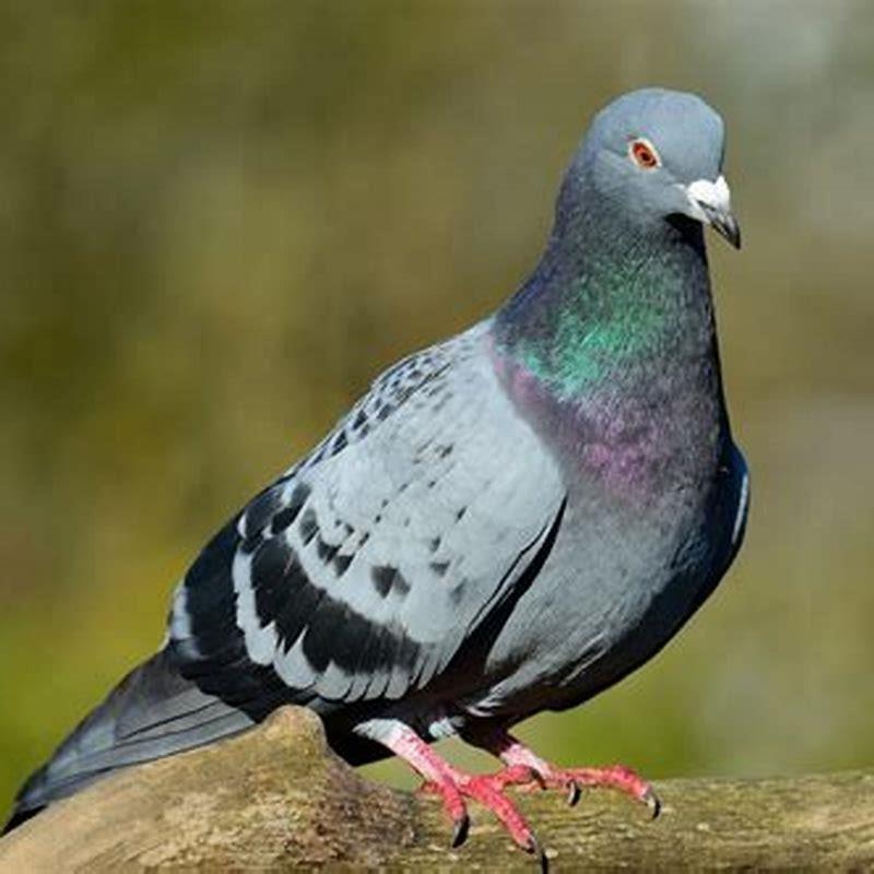 How do I get rid of pigeons but not other birds?
