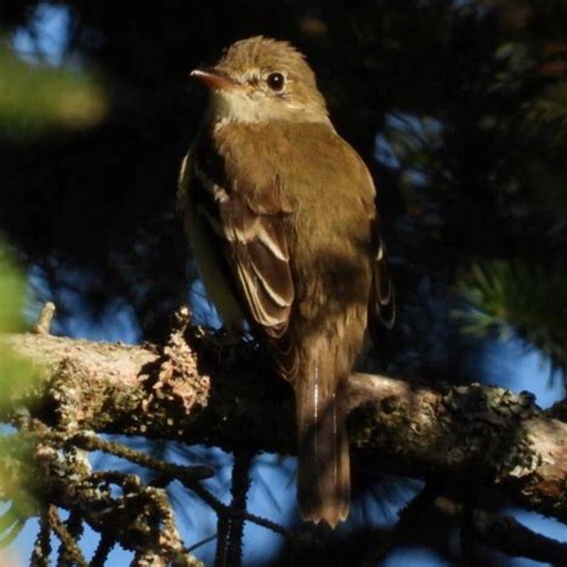 How do I identify an Acadian Flycatcher?