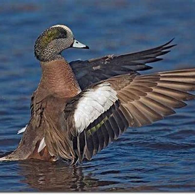 How Do I Identify Gadwall DIY Seattle