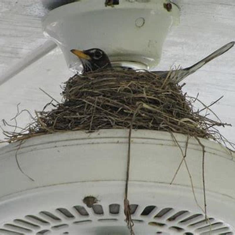 How do I keep birds from building a nest on my porch light?
