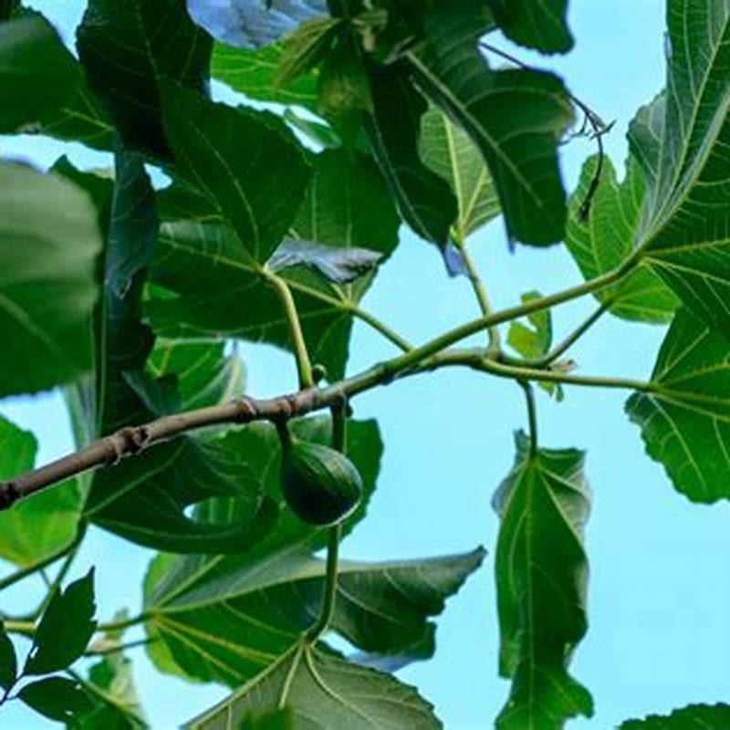 How do I keep birds off my fig tree? - DIY Seattle