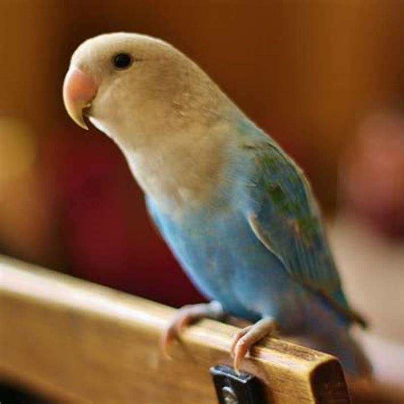 How do I know if my lovebird is going to lay eggs?