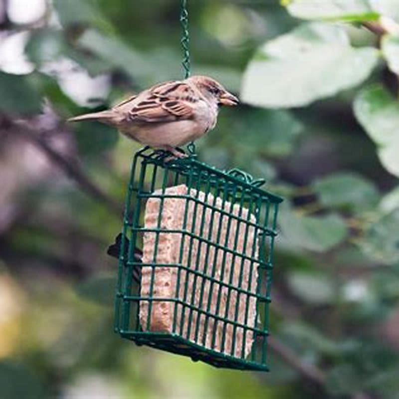 How do I make bird suet?