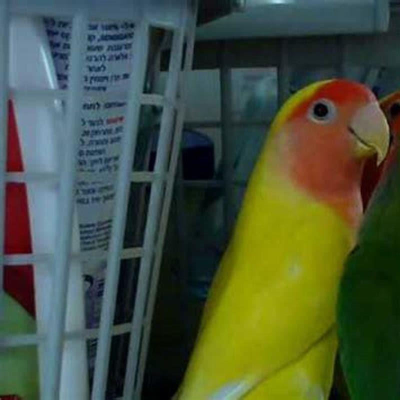 How do I make my lovebird talk?