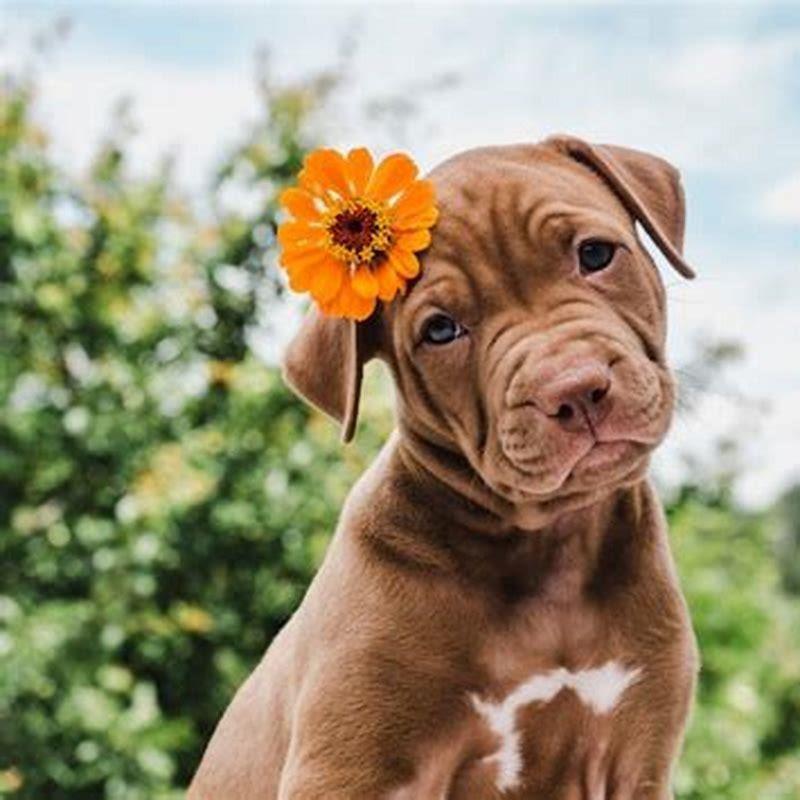 How do I stop birds from wrecking my hanging baskets? DIY Seattle