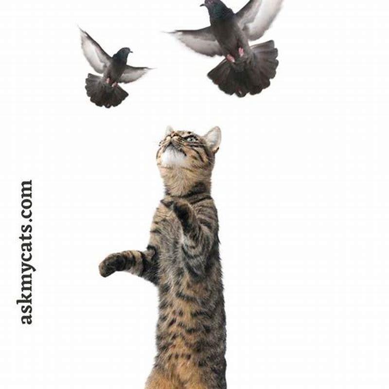 How do I stop my cat attacking birds?