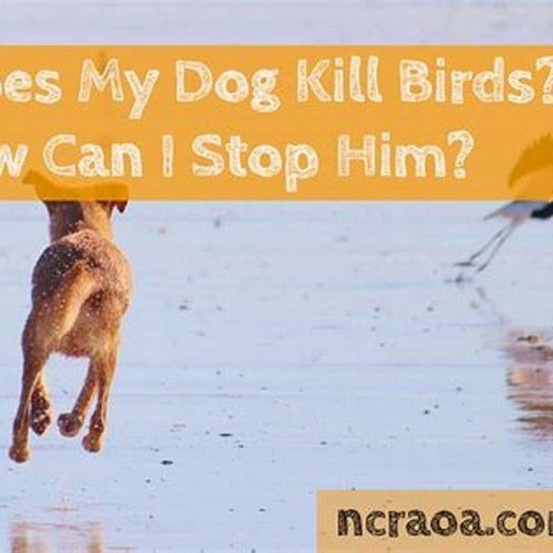 How do I stop my dog from killing birds?