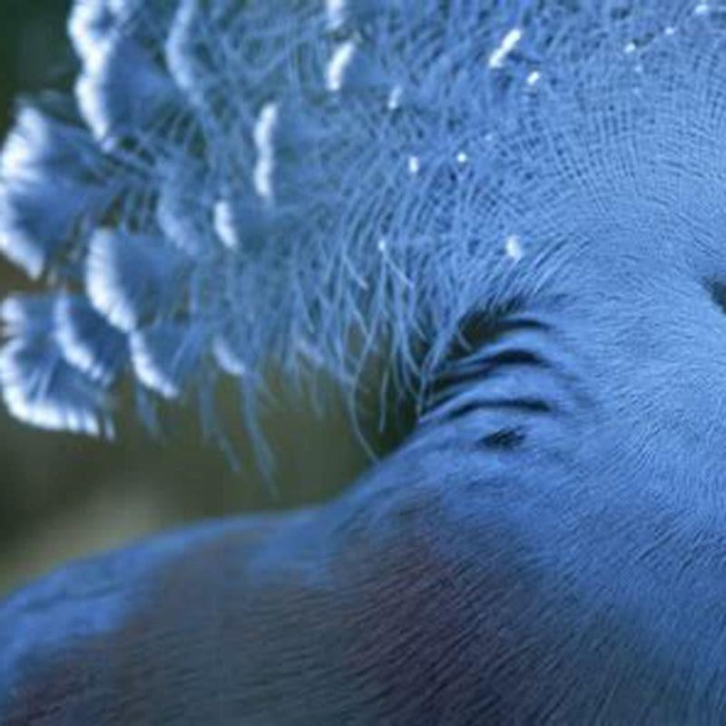 How do I teach my blue-fronted Amazon to talk?