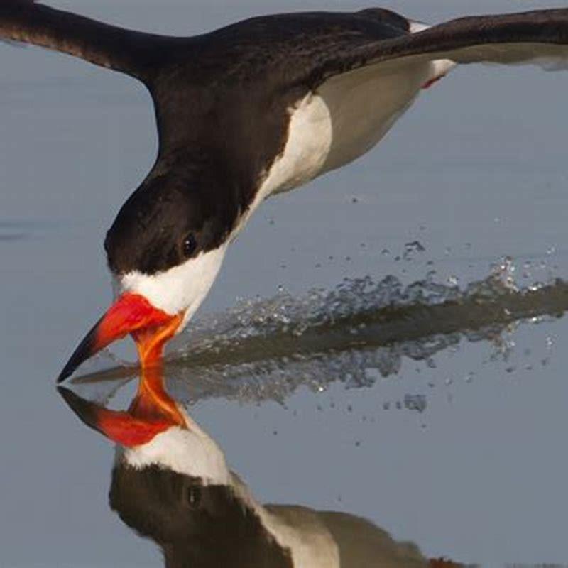 How do skimmers feed?
