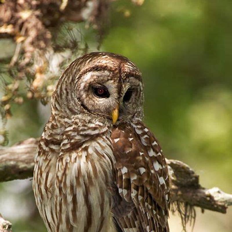 how-do-spotted-owls-catch-their-prey-diy-seattle