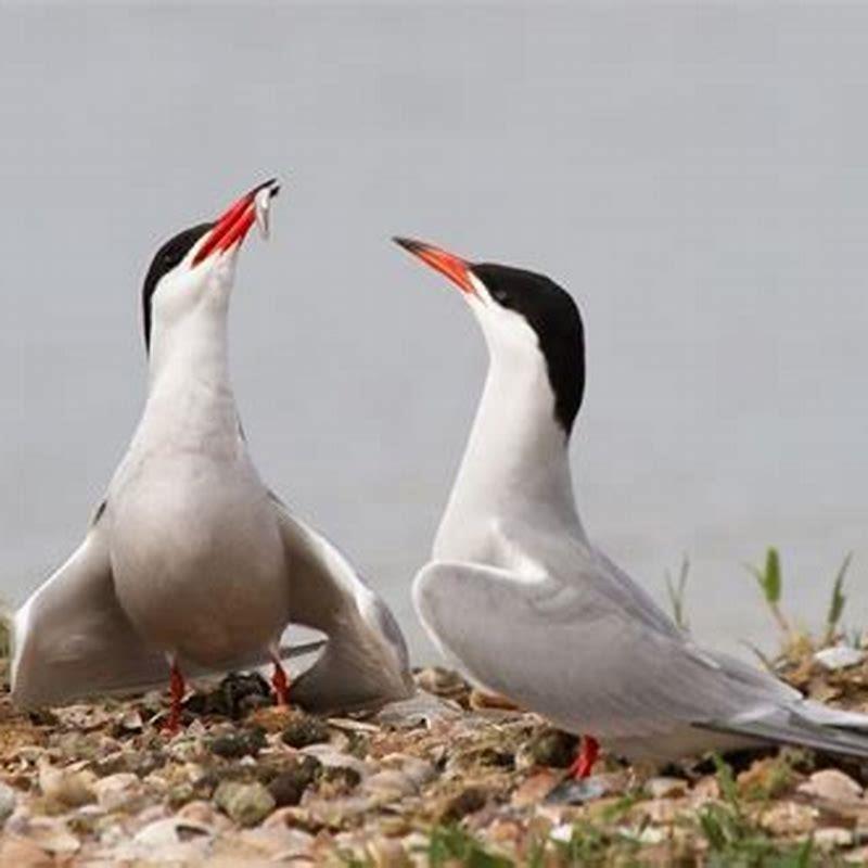 How do terns feed?