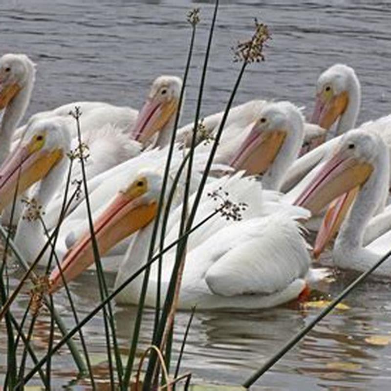 How do white pelicans hunt?