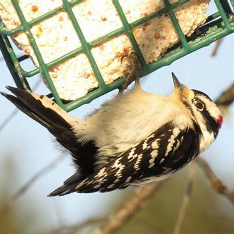How do you attract a Black-backed Woodpecker?