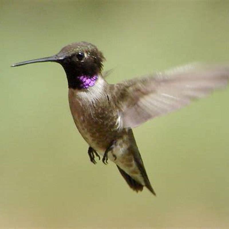 How do you attract a Black-chinned Hummingbird?