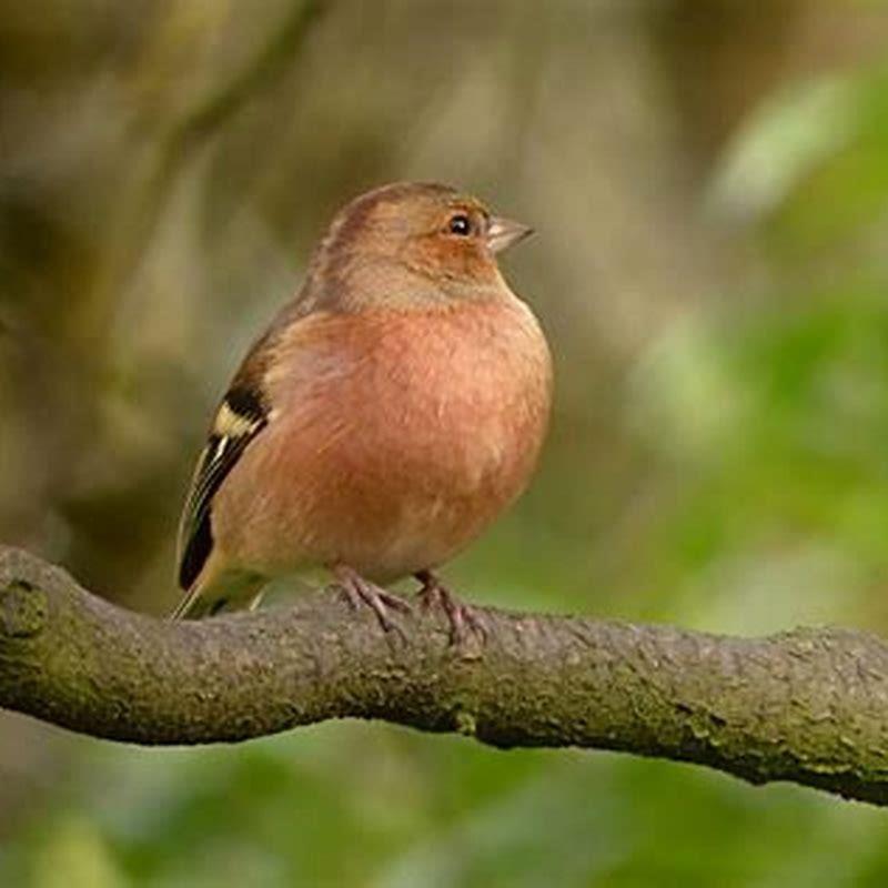 How do you attract a chaffinch?
