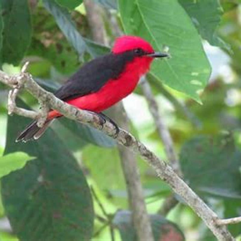 How do you attract a Vermilion Flycatcher?
