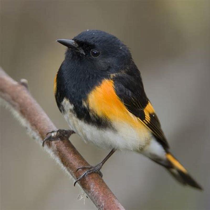 How do you attract American Redstart?