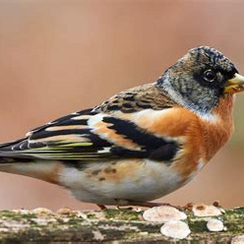 How do you attract bramblings?