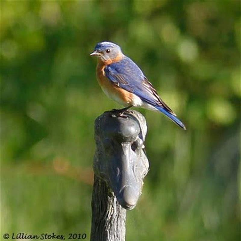 How do you attract Eastern kingbirds?