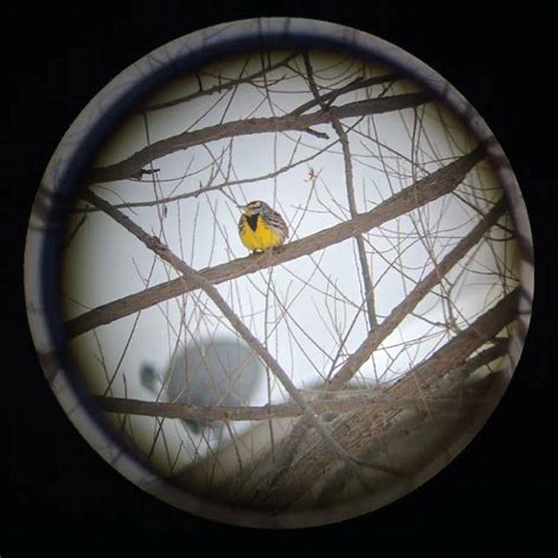 How do you attract Eastern meadowlarks?