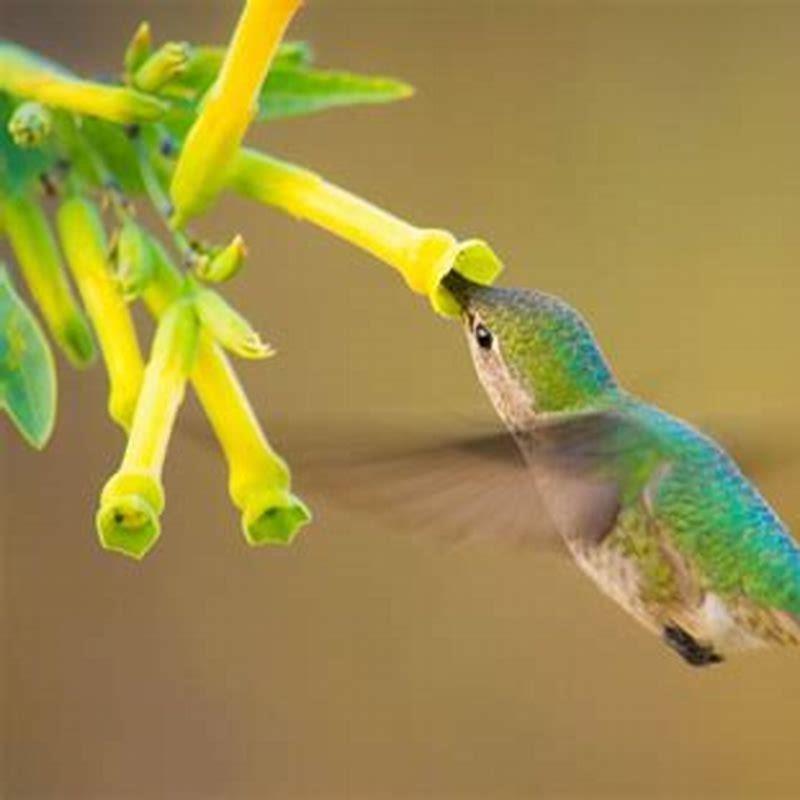 How do you attract fly eating birds?